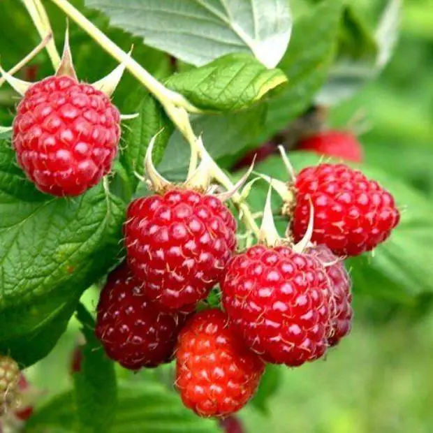 Raspberry