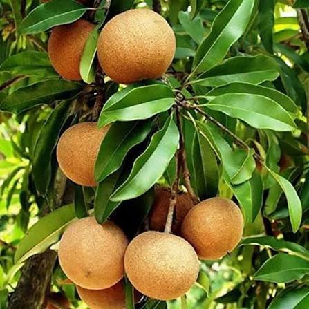 Sepota Chikoo