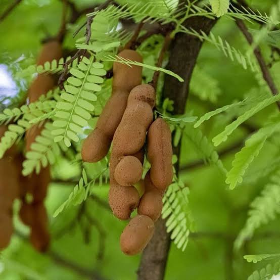 Tamarind