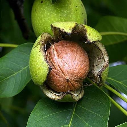 Walnut