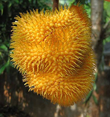 Wild Jack Fruit