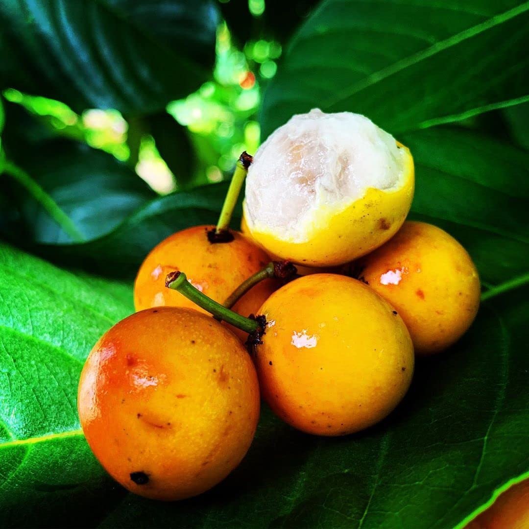 Yellow Mangosteen