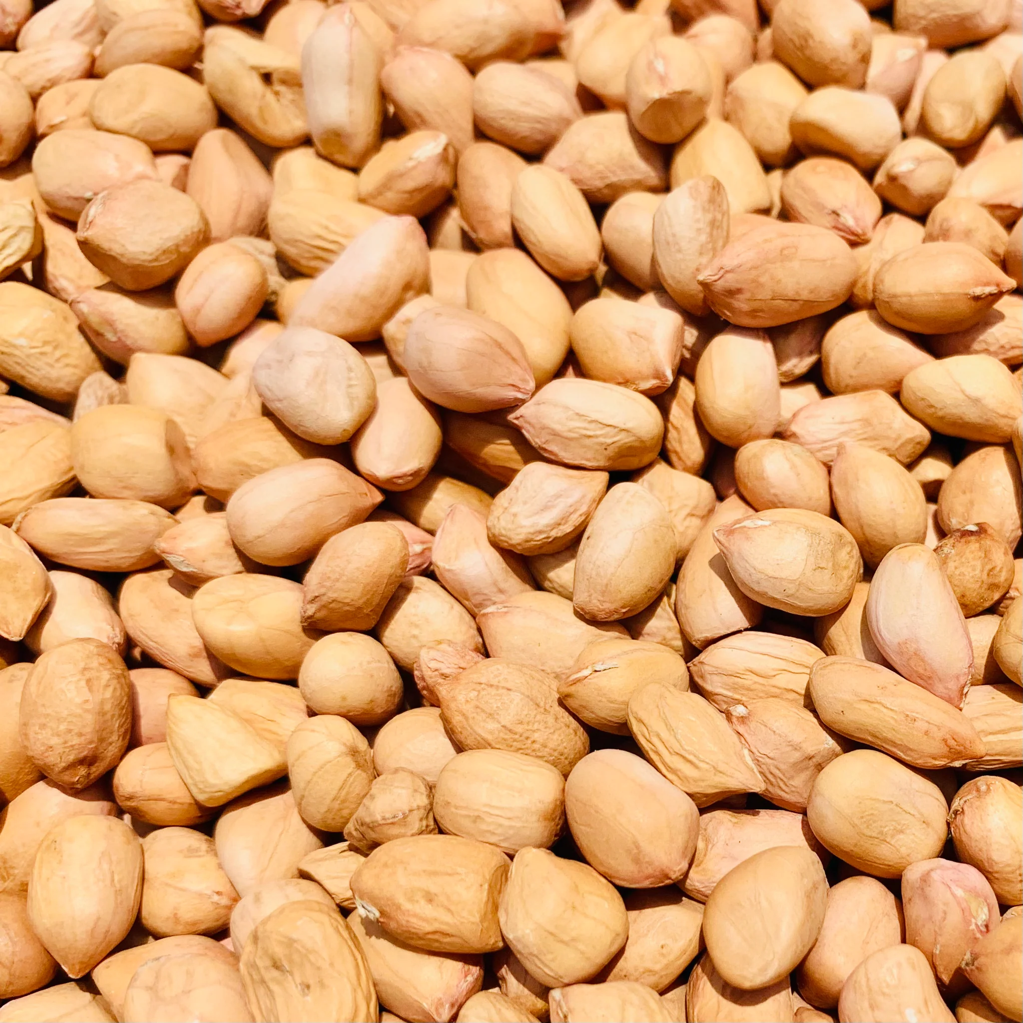 Groundnut – Bold (table)