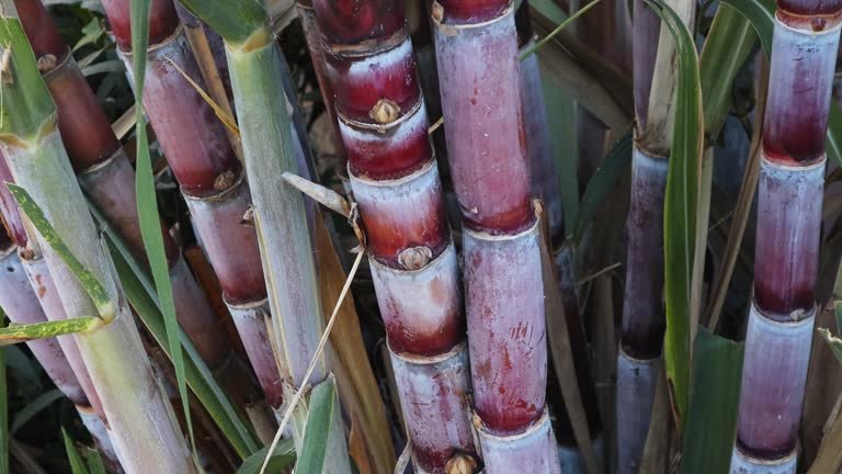 Sugarcane