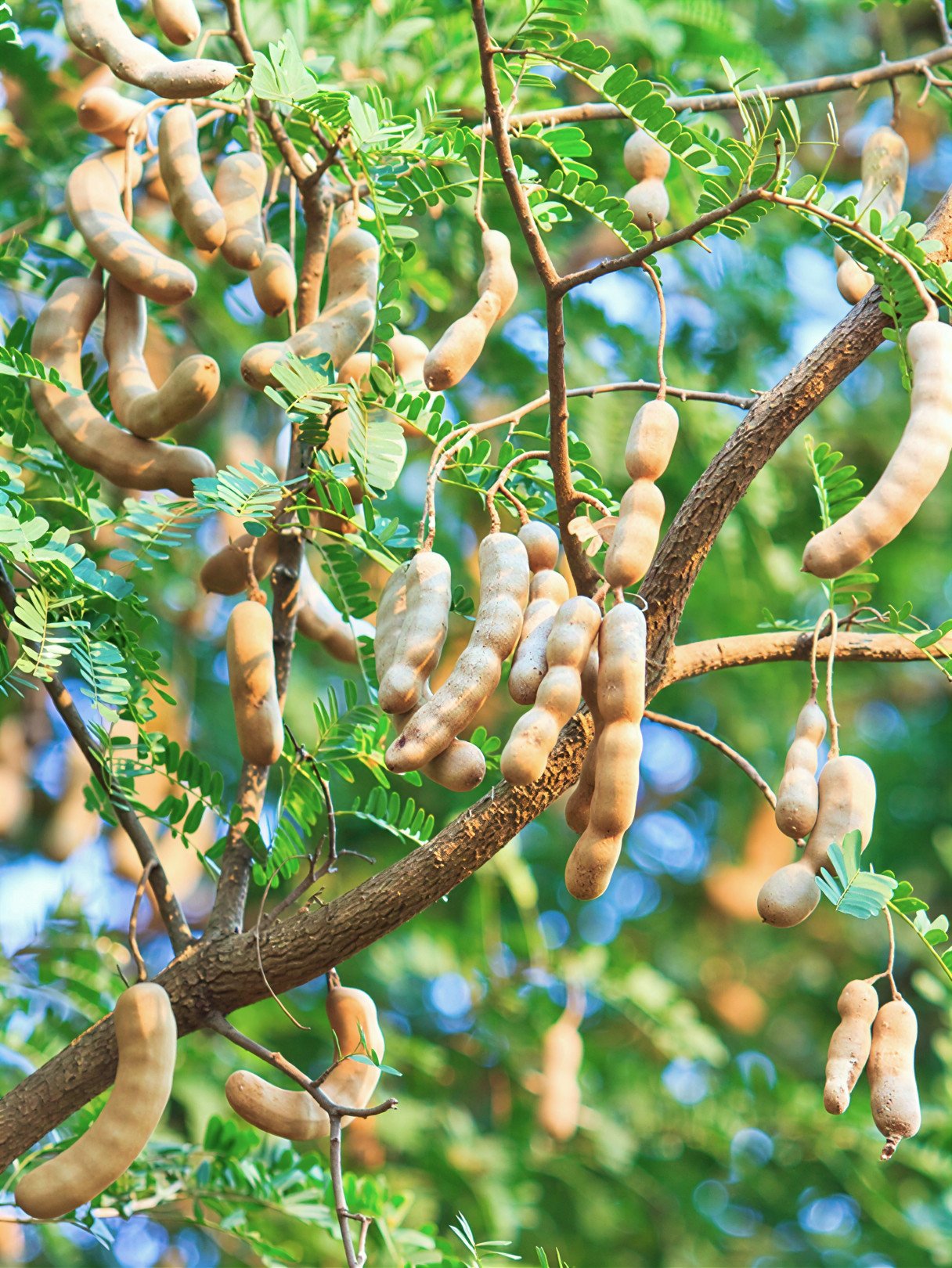 Indian Tamarind