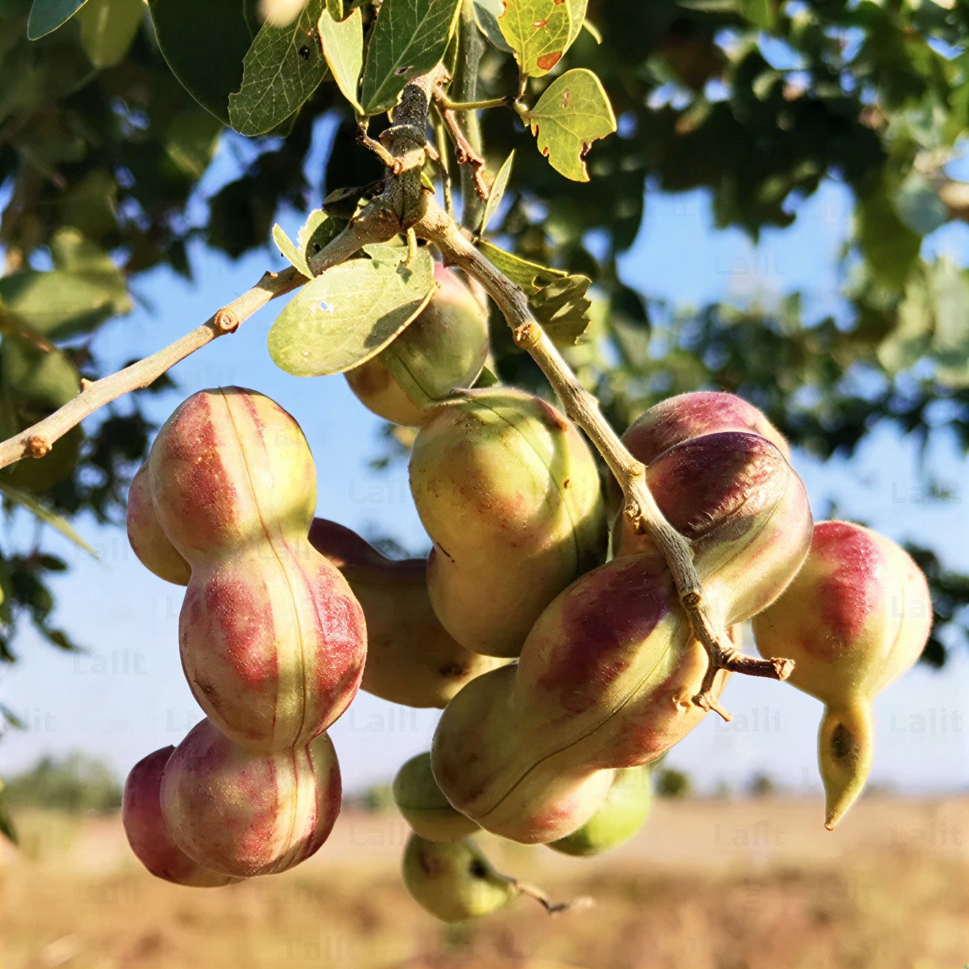 Manila Tamarind