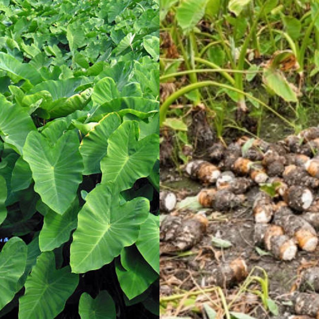 Arvi Leaf & Taro root