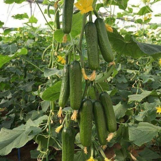 Khira – Cucumber