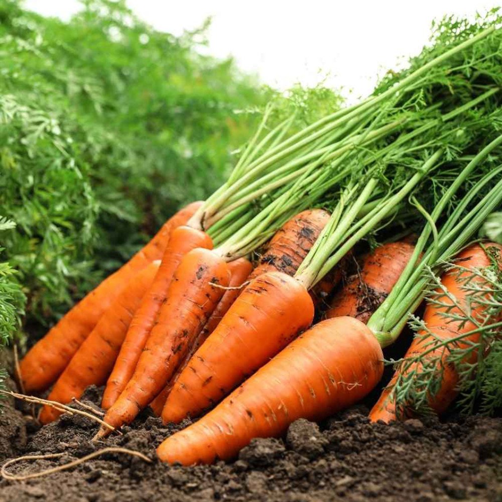 Orange Carrot