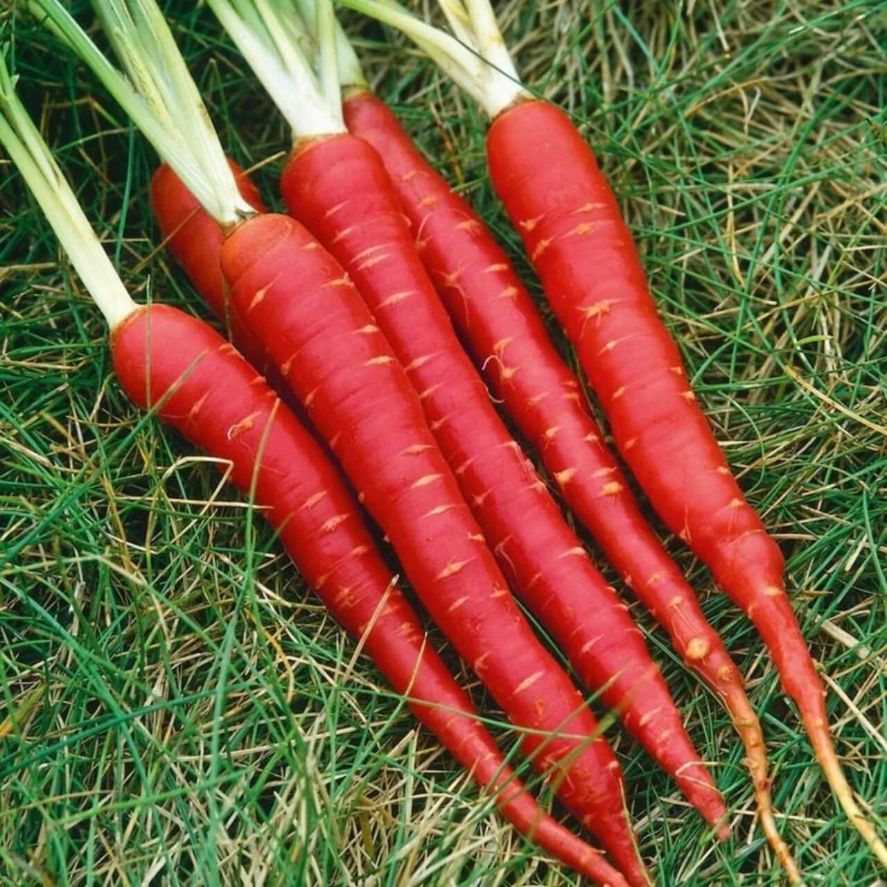 Red Carrot