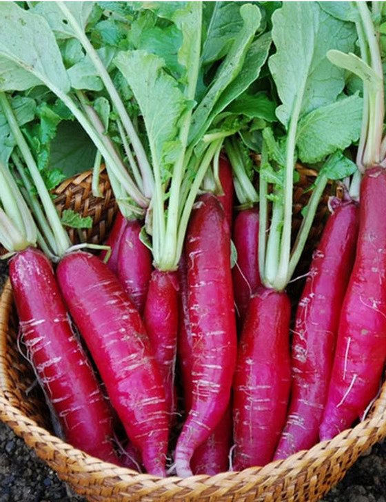 Red Radish