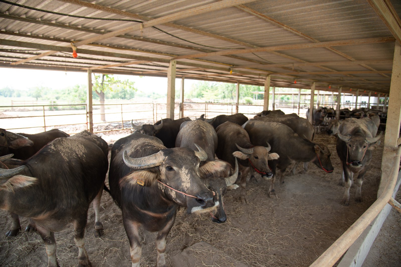 Buffalo