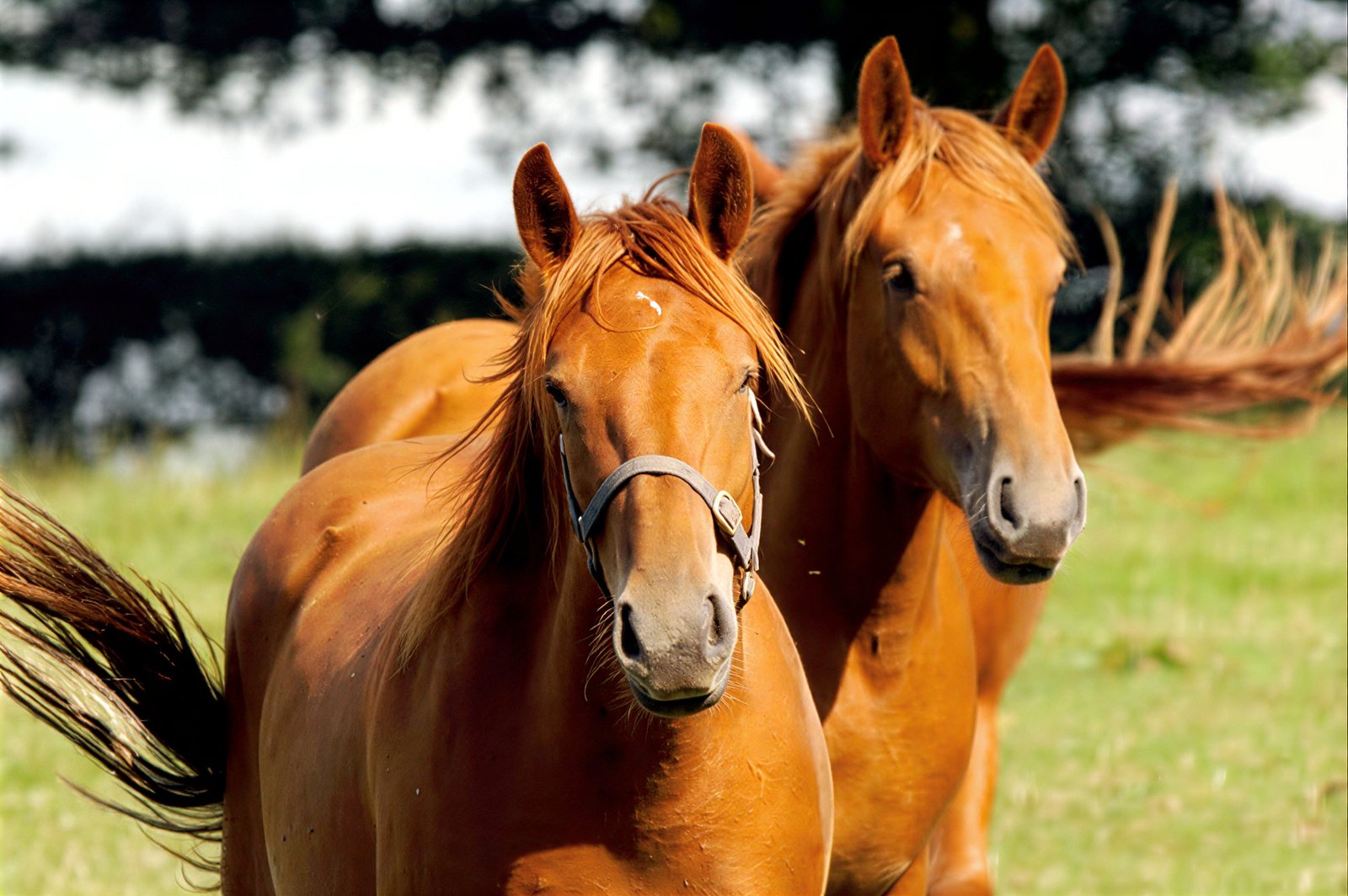 Horse