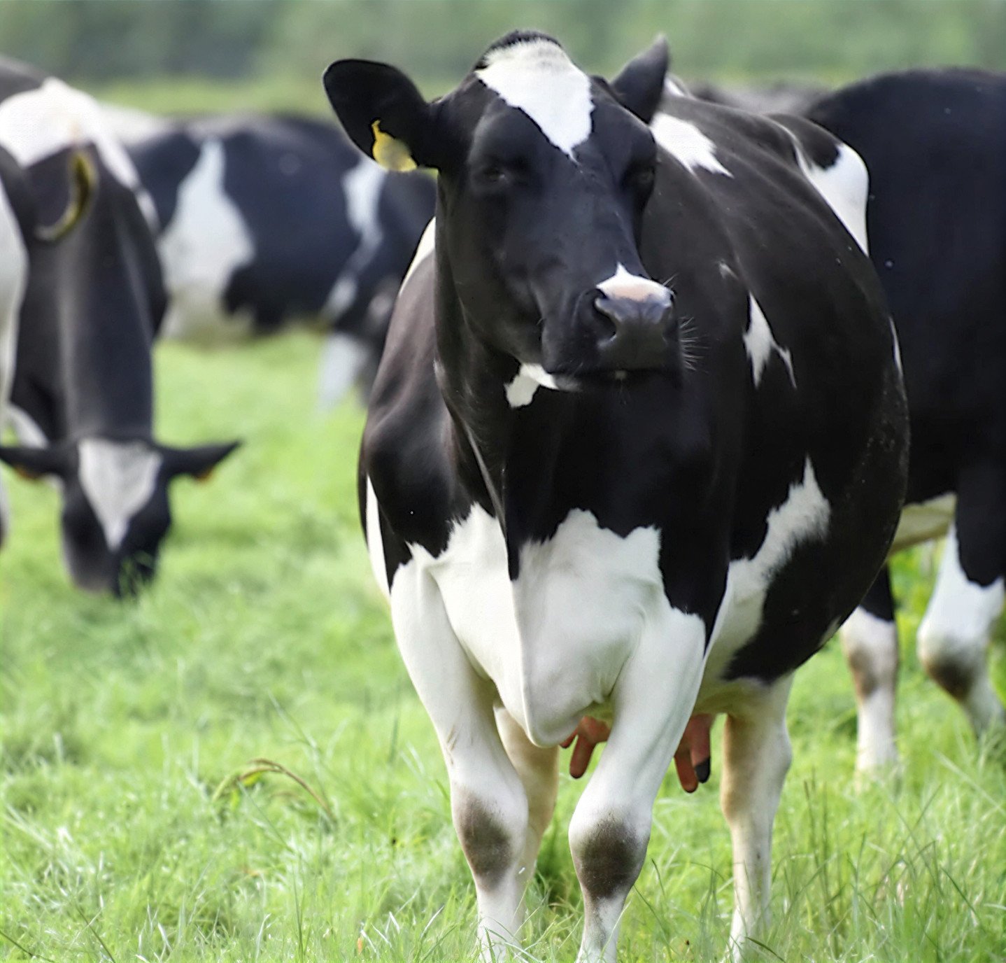 Jersey cow