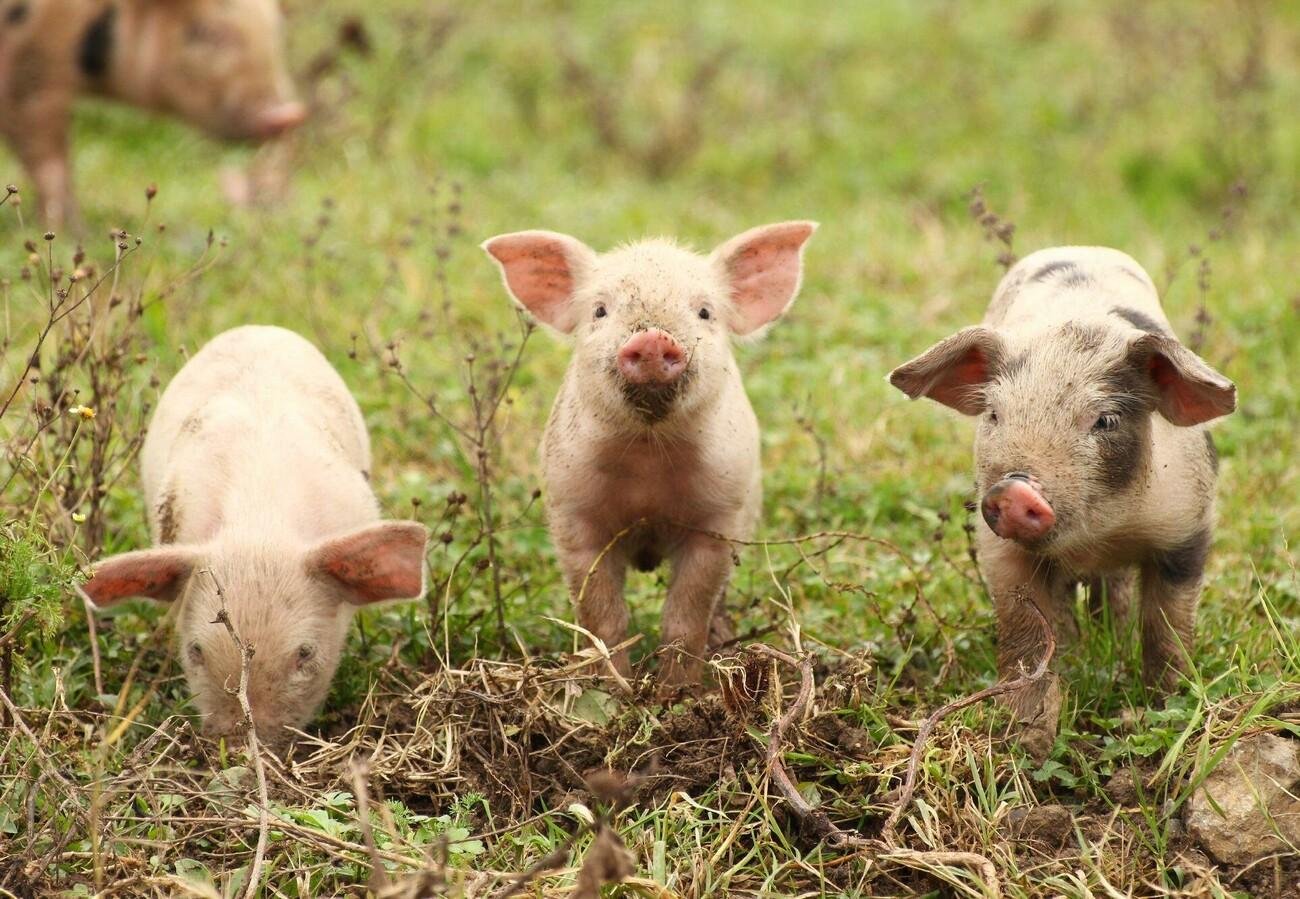 Pigs