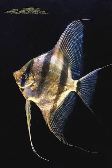 Angel Fish Cichlids