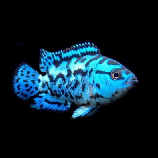 Blue Dempsey Cichlid