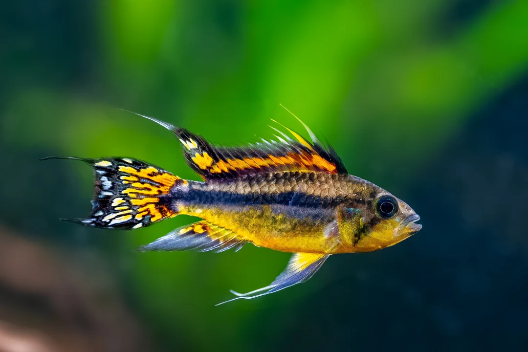 Cockatoo Dwarf Cichlid