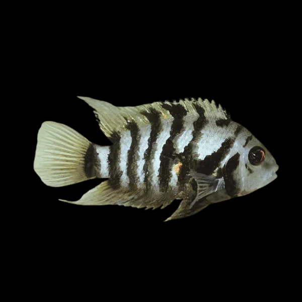 Convict Cichlid