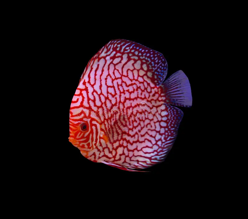 Discus Cichlid