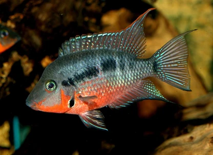 Firemouth Cichlid