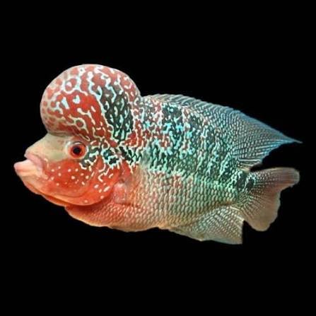 Flowerhorn Cichlid