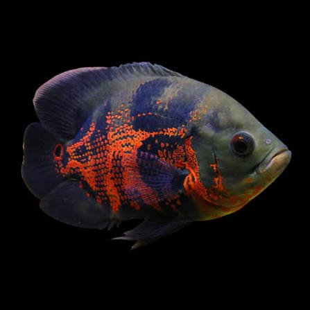 Oscar Cichlids