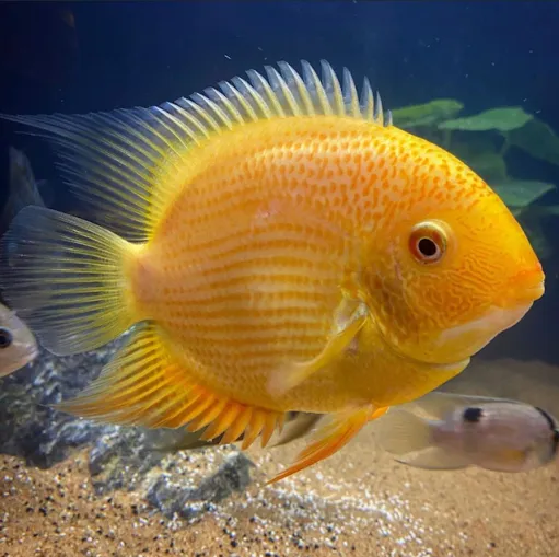 Severum Cichlid