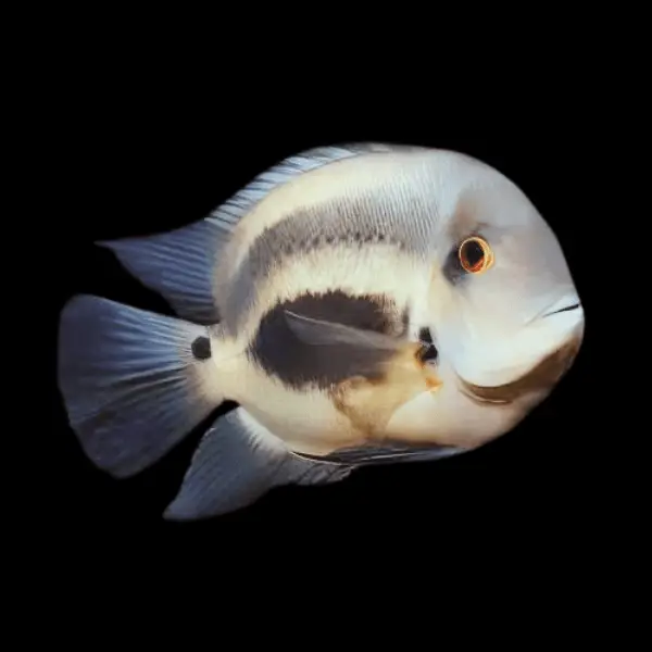 Uaru Cichlid