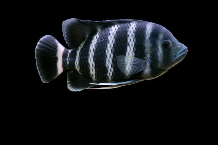 Zebra Tilapia Cichlids