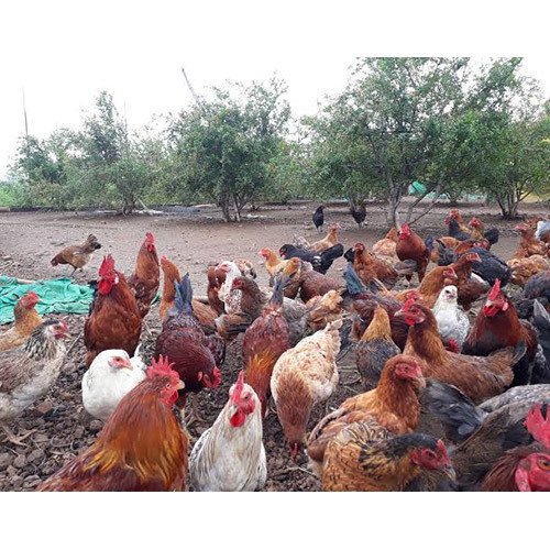 Poultry – Hybrid